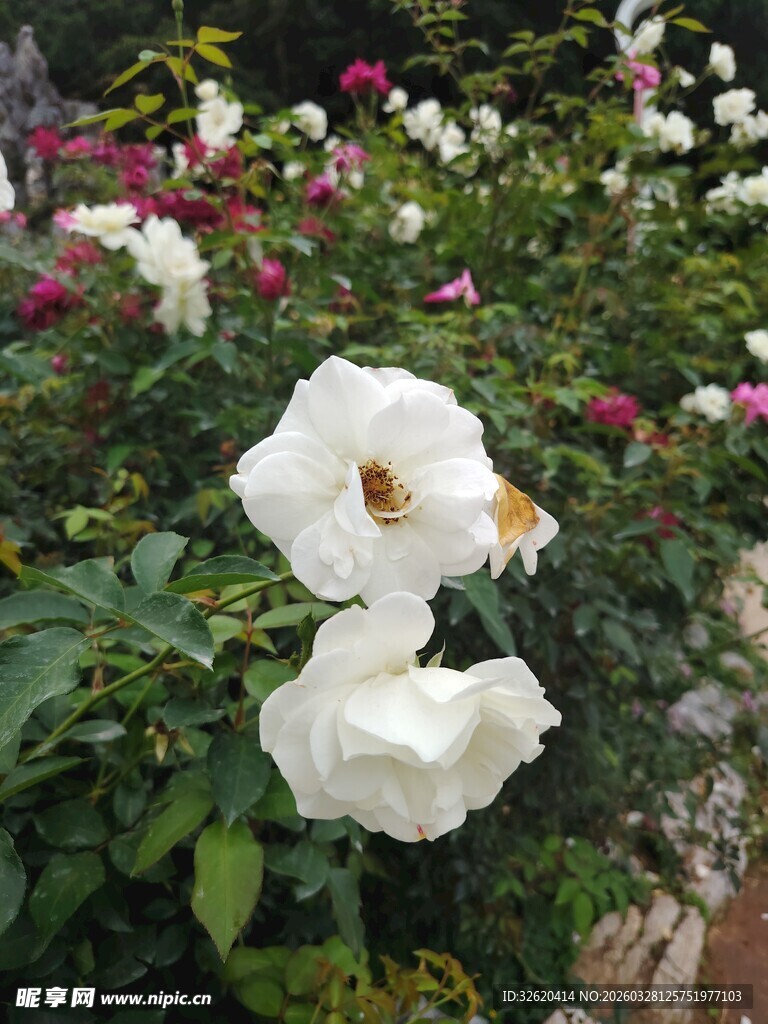 娇艳白玫瑰绽放花丛中