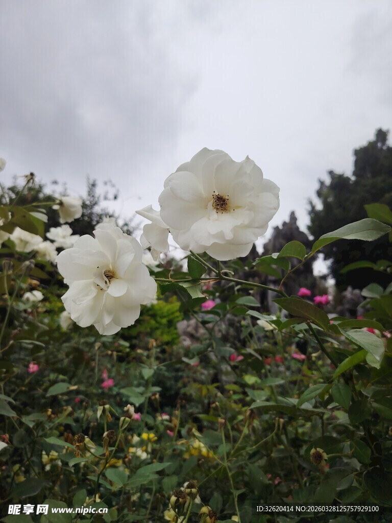白色蔷薇绽放于绿植间