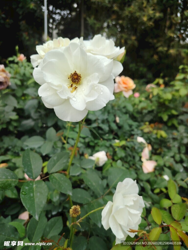 月季花