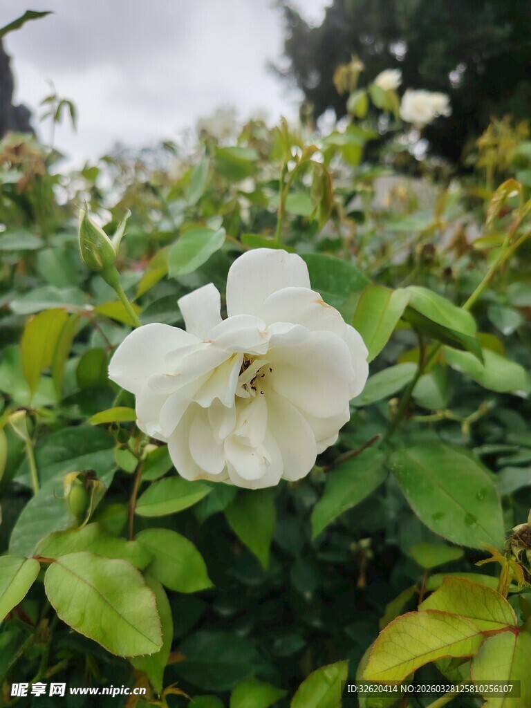 白色蔷薇花绽放于绿叶间