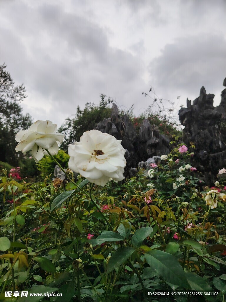 花园中绽放的白色花朵