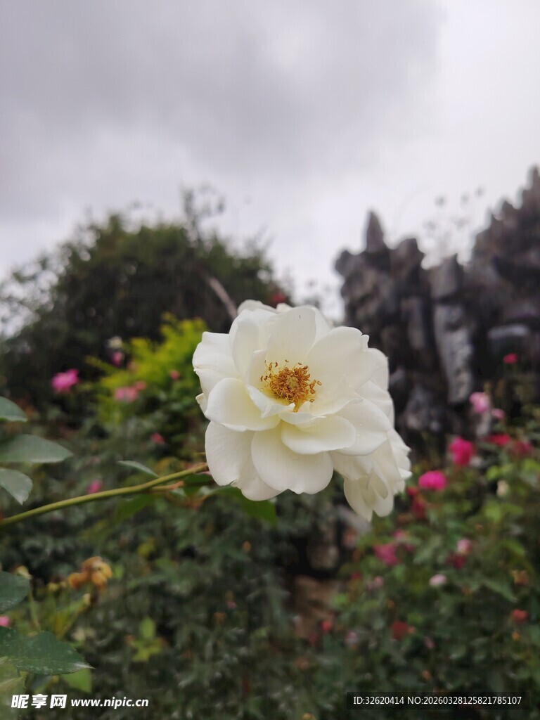 月季花