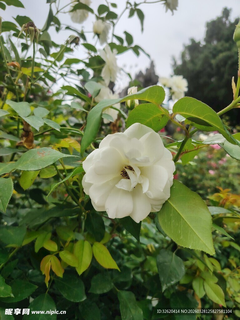 月季花
