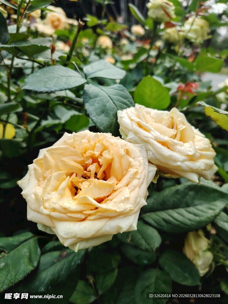 月季花