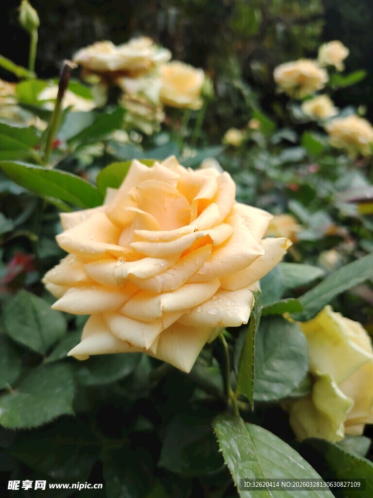 黄玫瑰绽放
