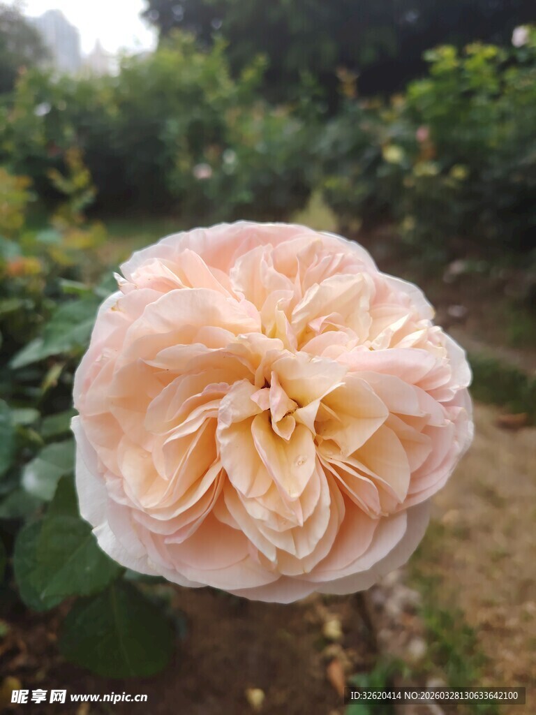 月季花