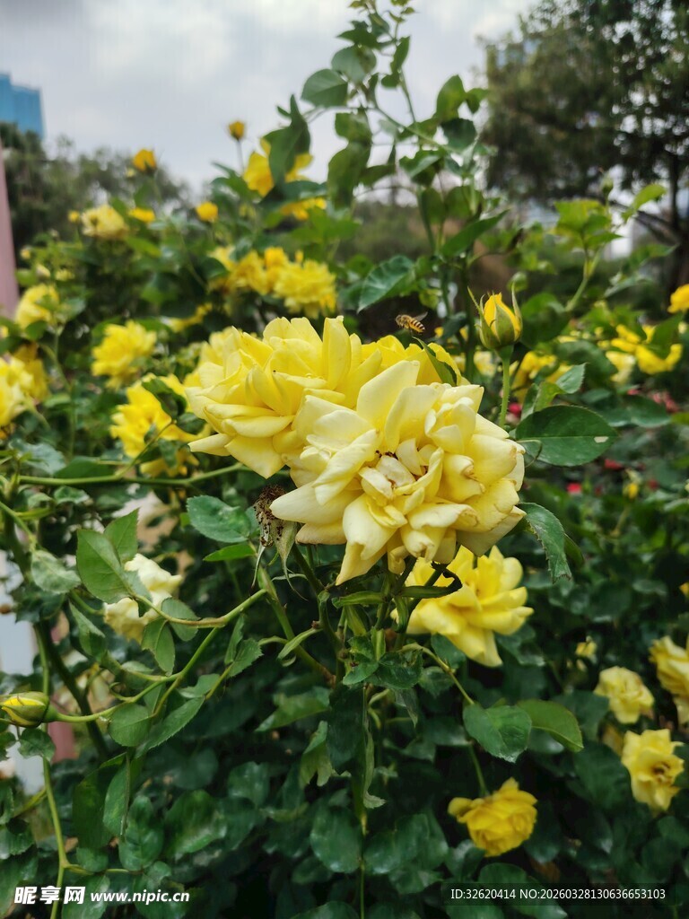 月季花