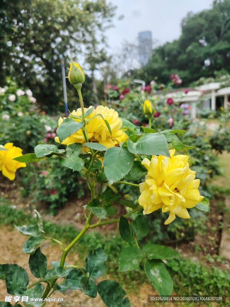 黄色玫瑰
