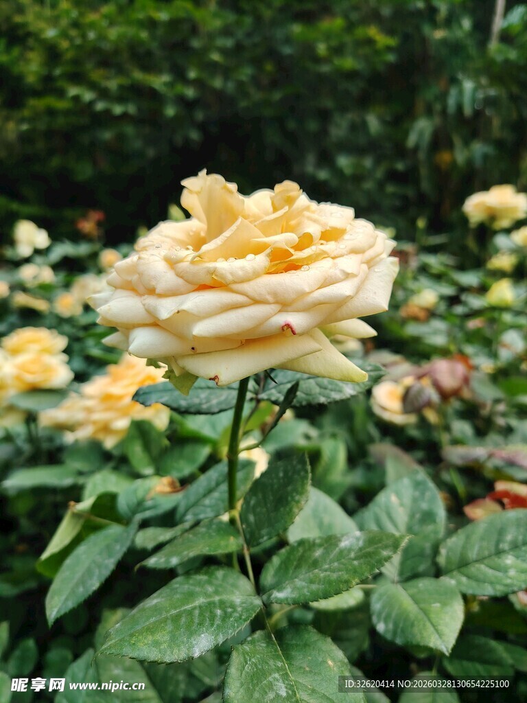 月季花