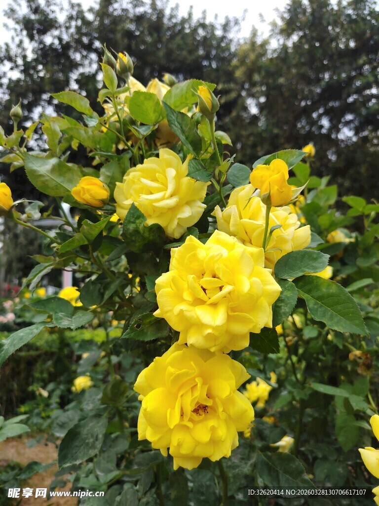 月季花