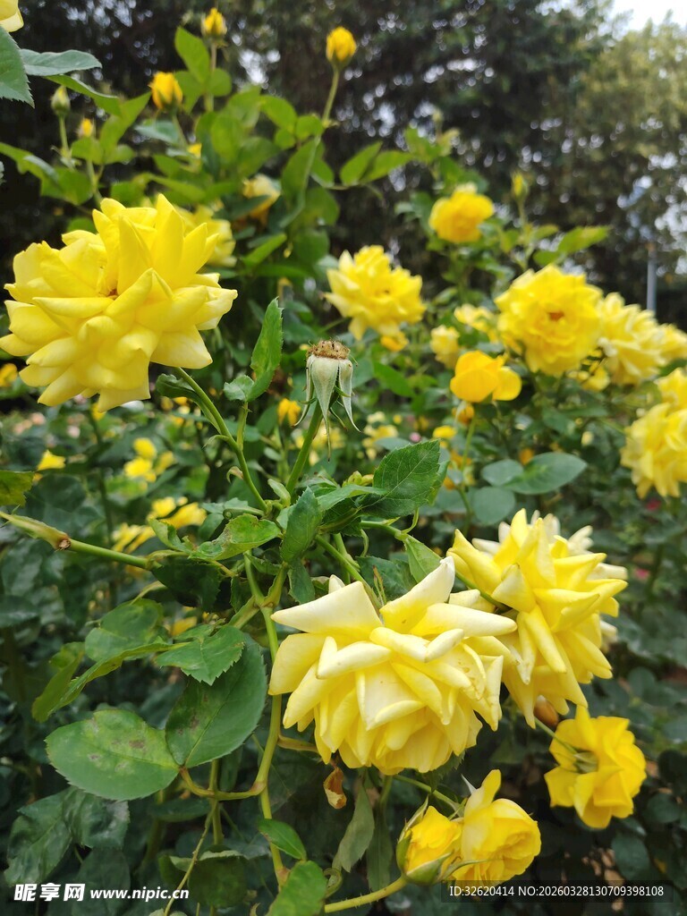 月季花