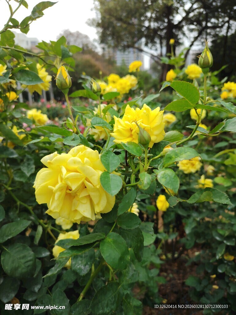 月季花