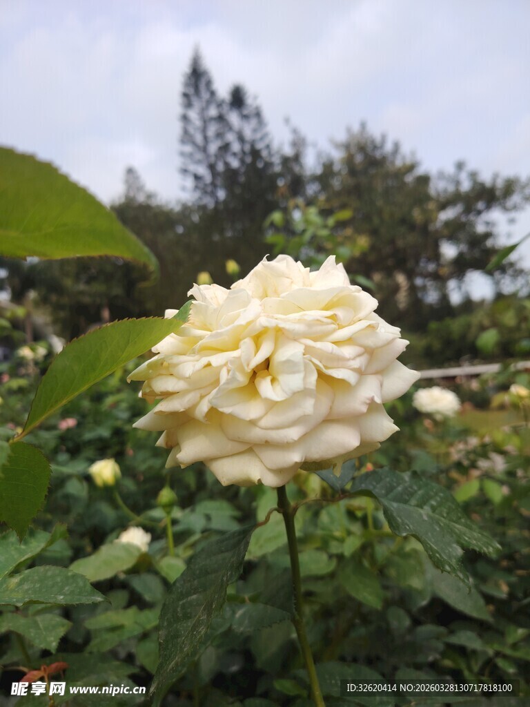 白色月季花绽放于绿叶间