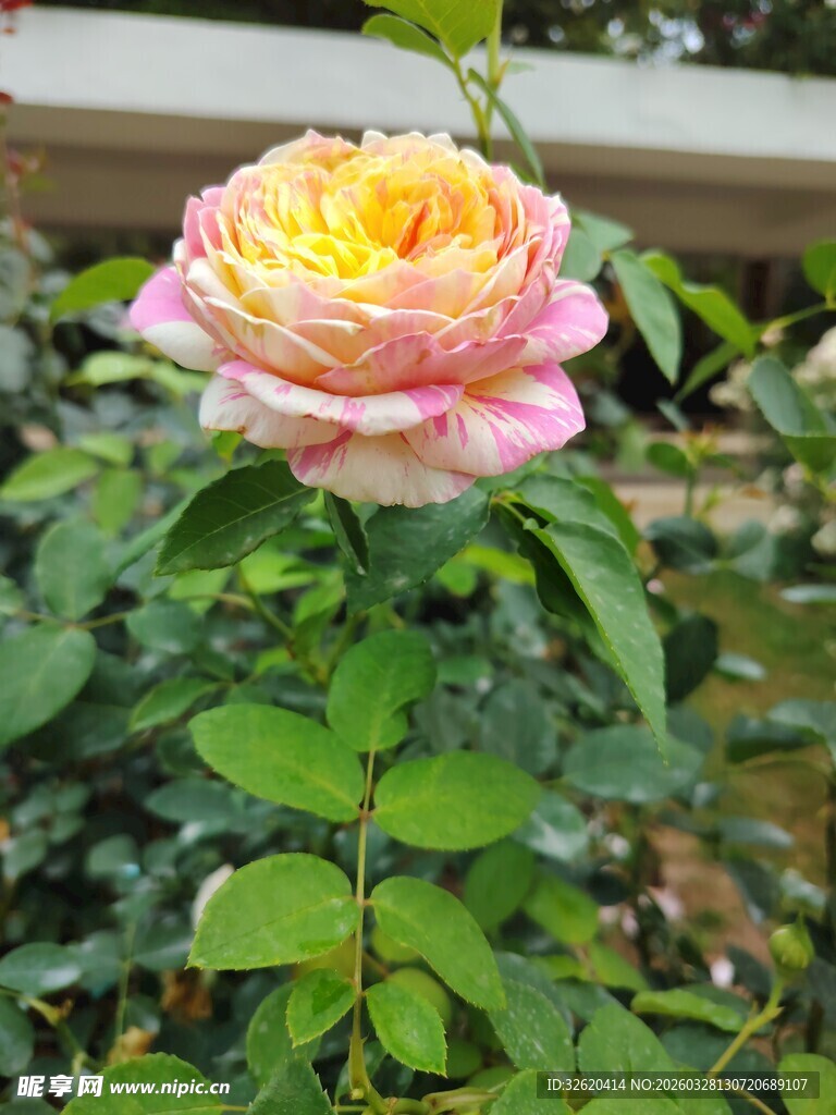 娇艳双色月季花绽放
