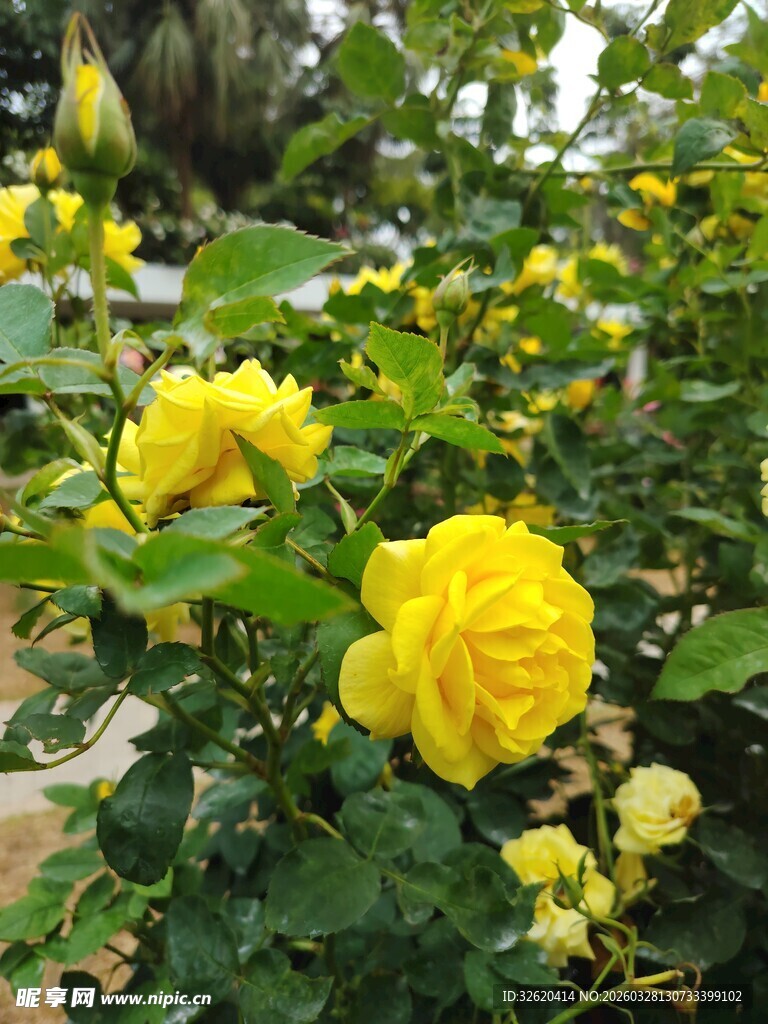 月季花