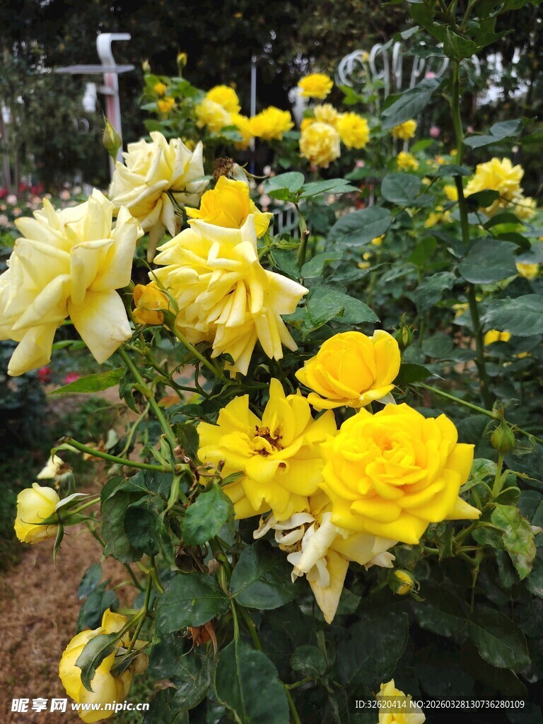 月季花