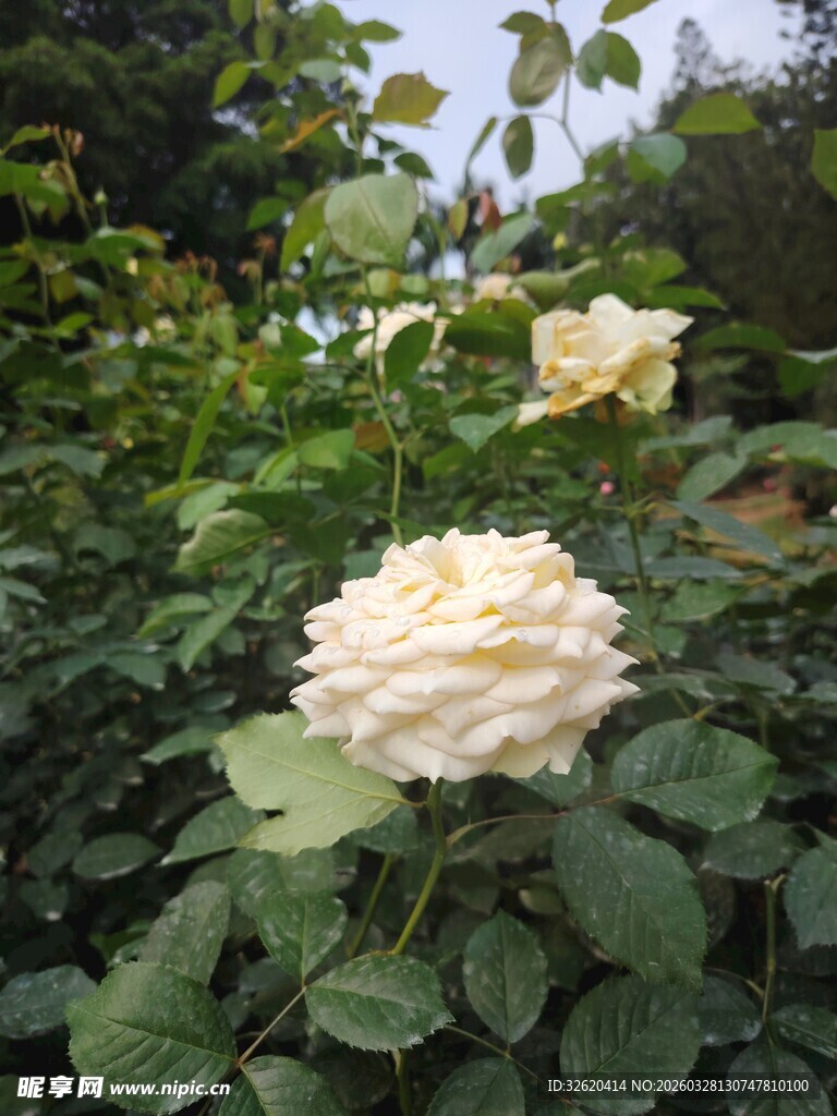 淡黄玫瑰花