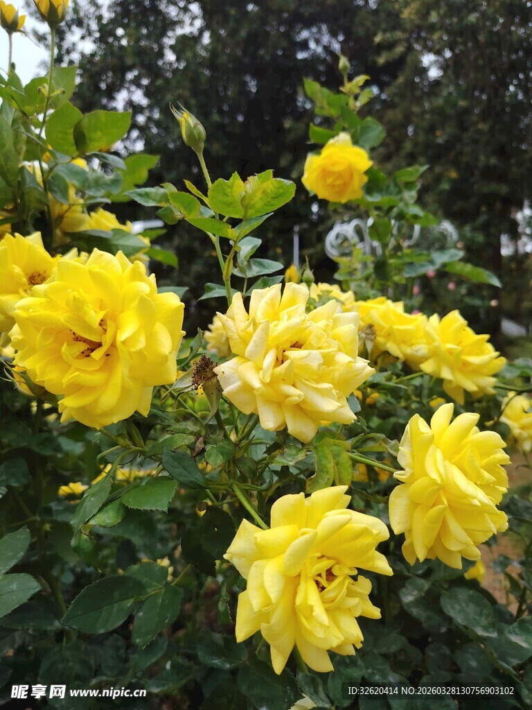 月季花