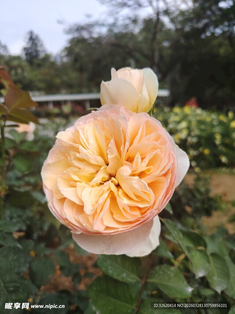 黄色玫瑰