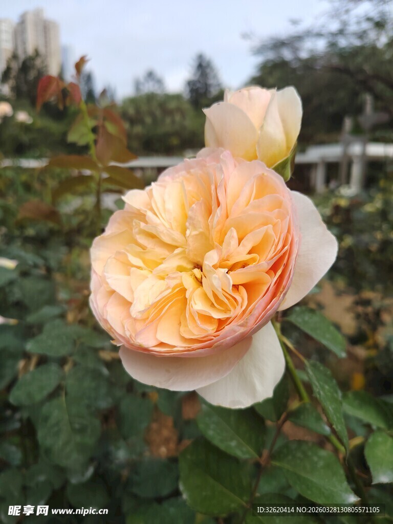月季花
