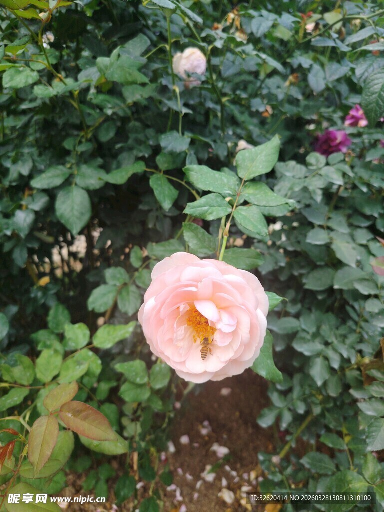 月季花