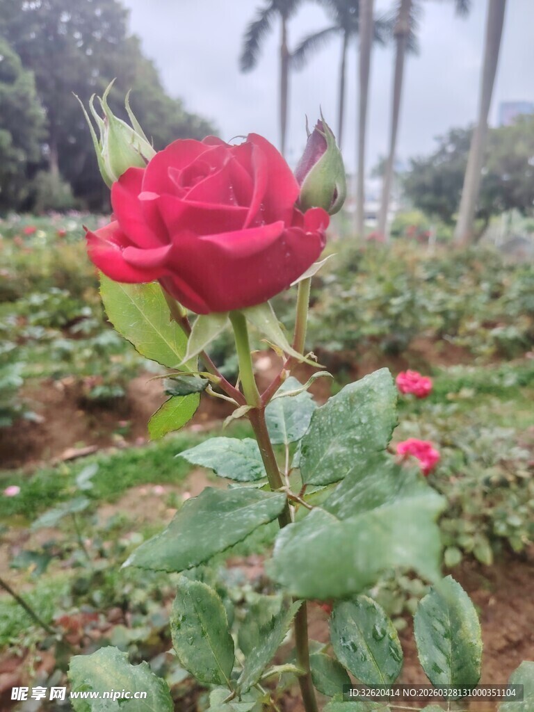 娇艳红玫瑰绽放于花园