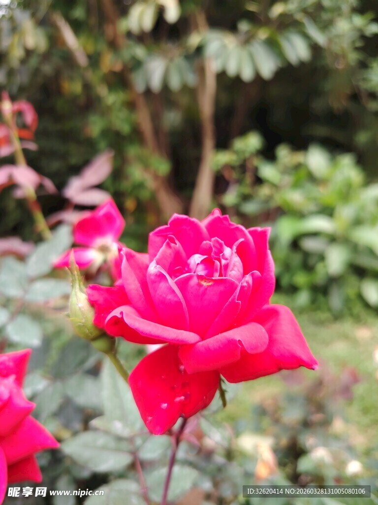 娇艳红玫瑰绽放于绿植间