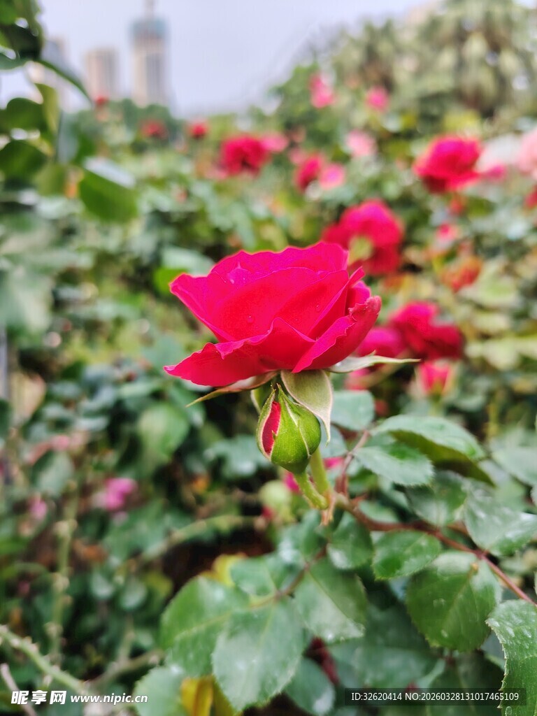 娇艳红玫瑰绽放绿叶间