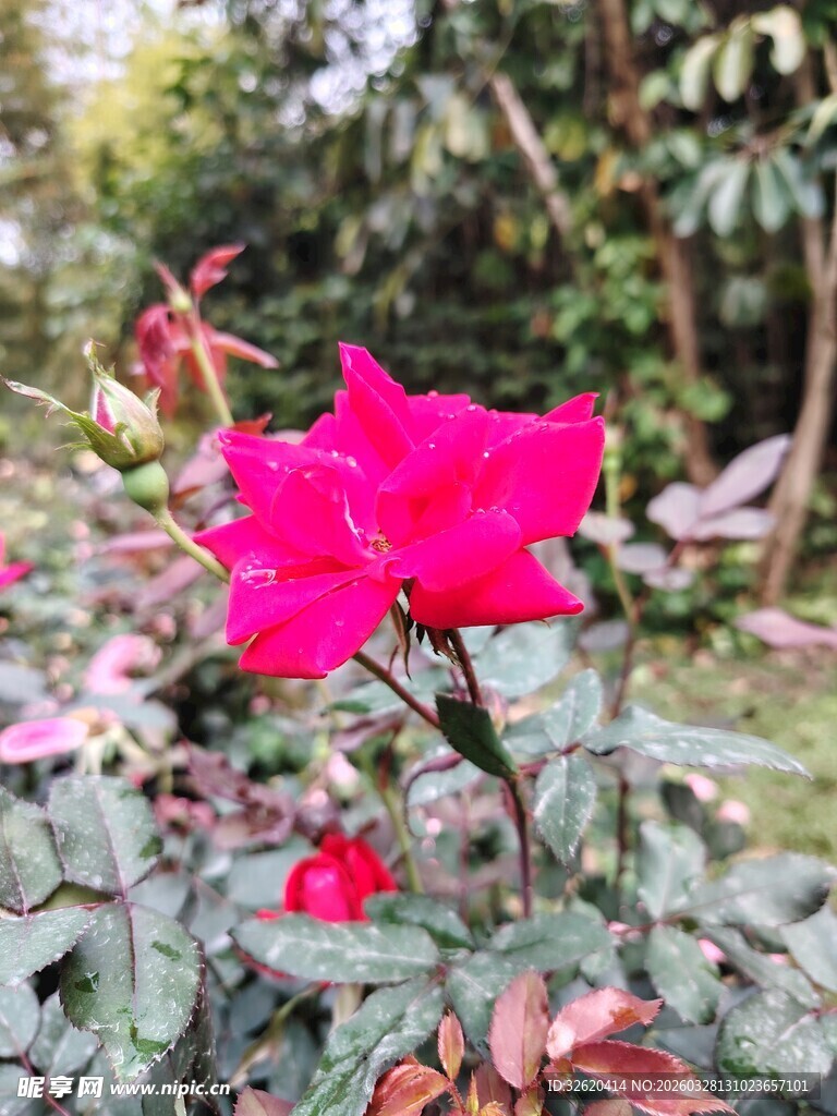 娇艳红玫瑰绽放于绿叶间
