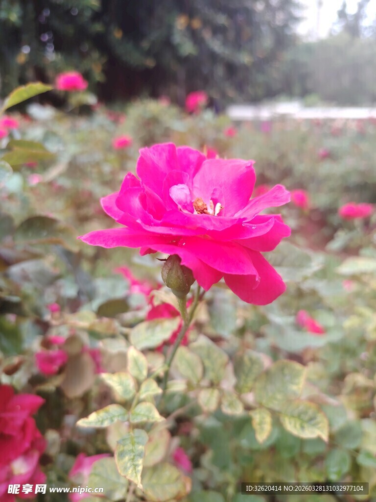 月季花