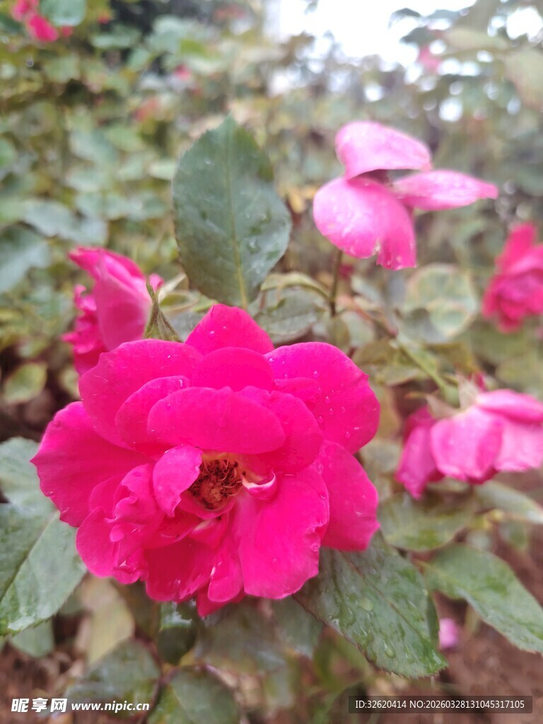 月季花