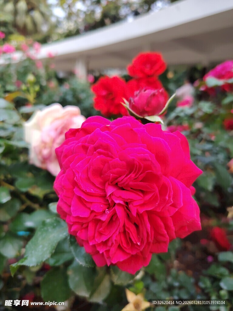 月季花