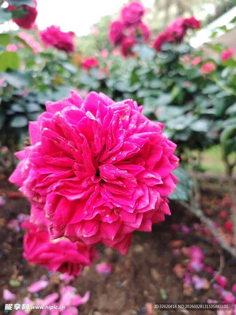月季花