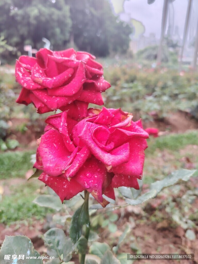 月季花