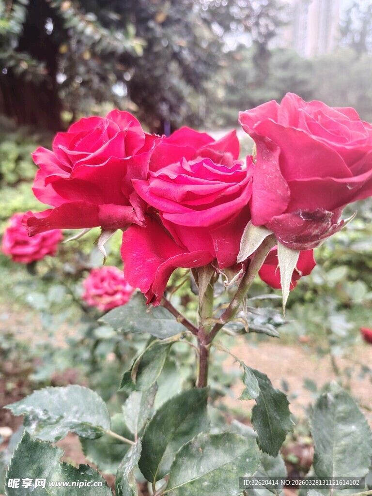 娇艳红玫瑰绽放于绿叶间