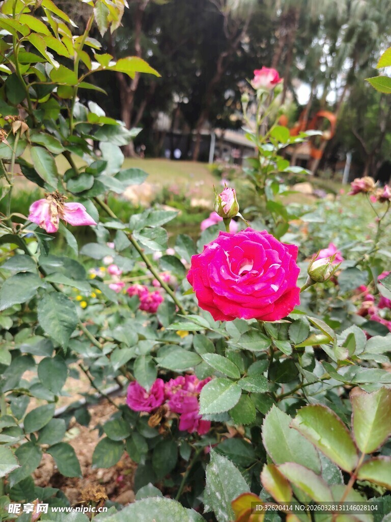 月季花