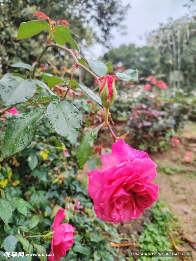 月季花