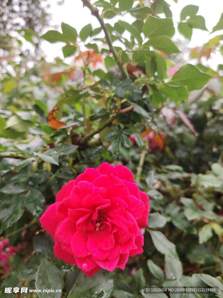 娇艳红玫瑰绽放绿叶间