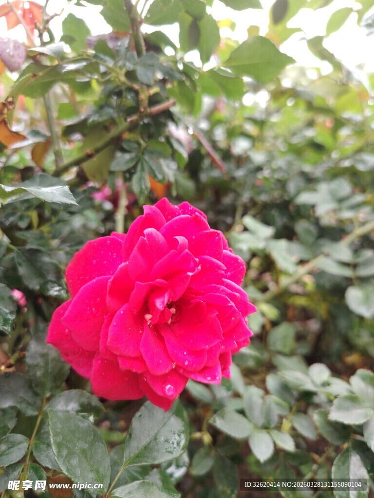 娇艳红玫瑰绽放绿叶间