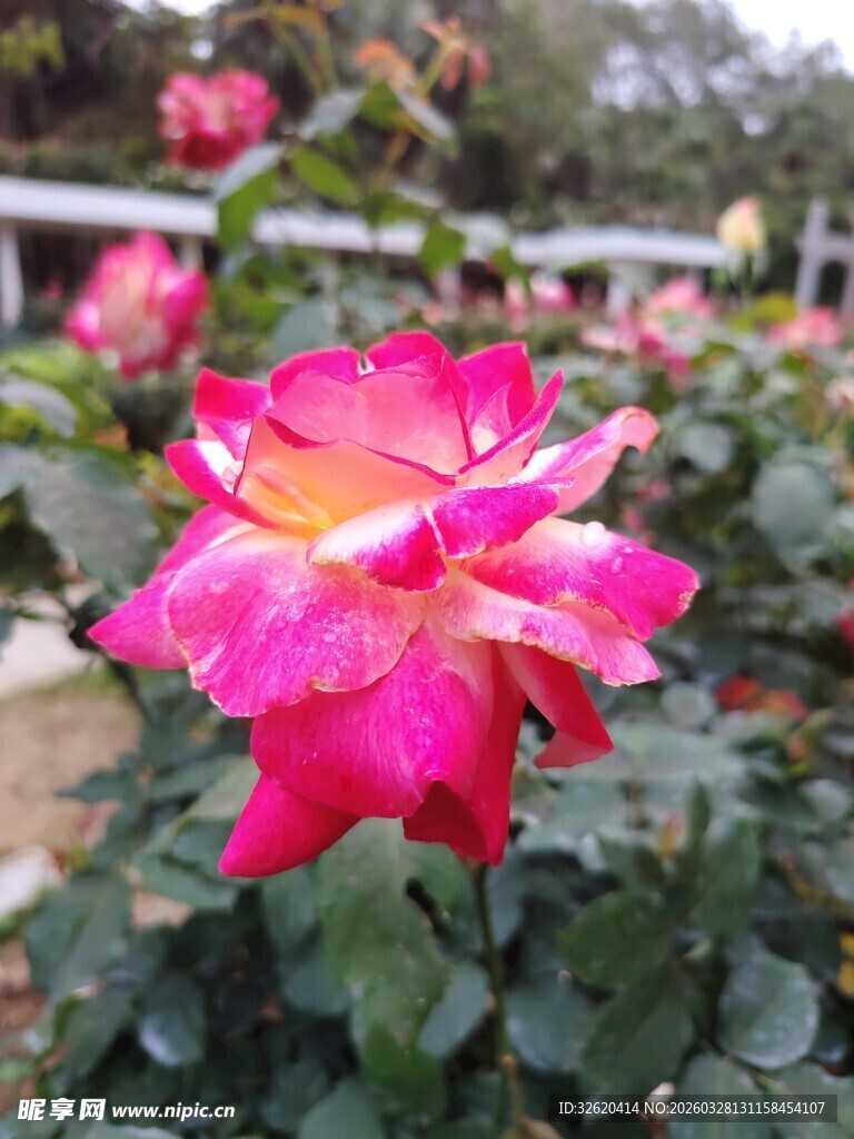月季花