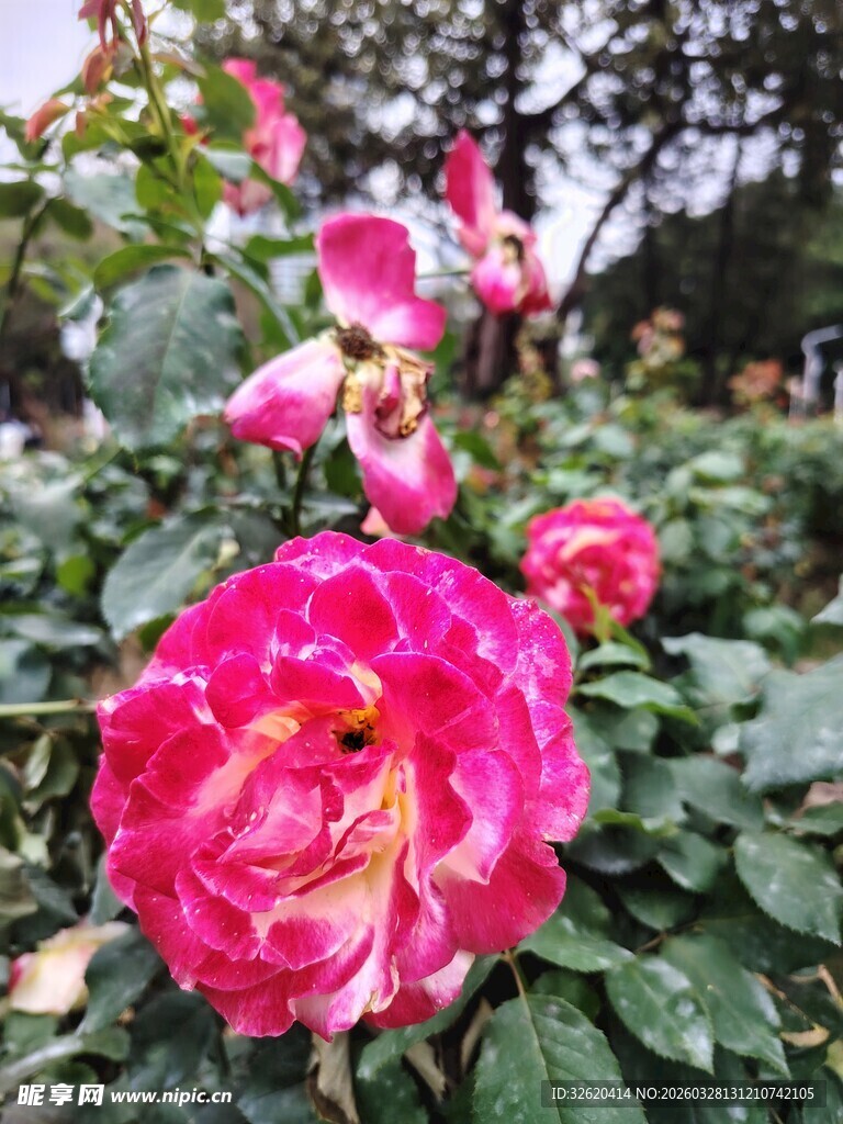 月季花
