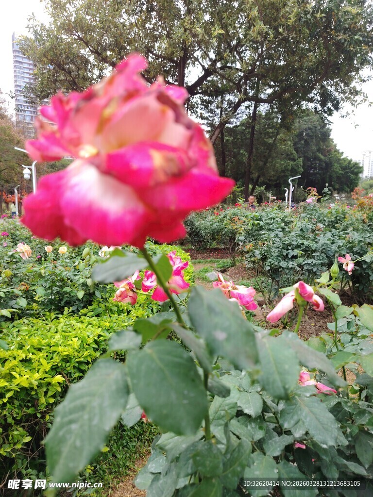 月季花