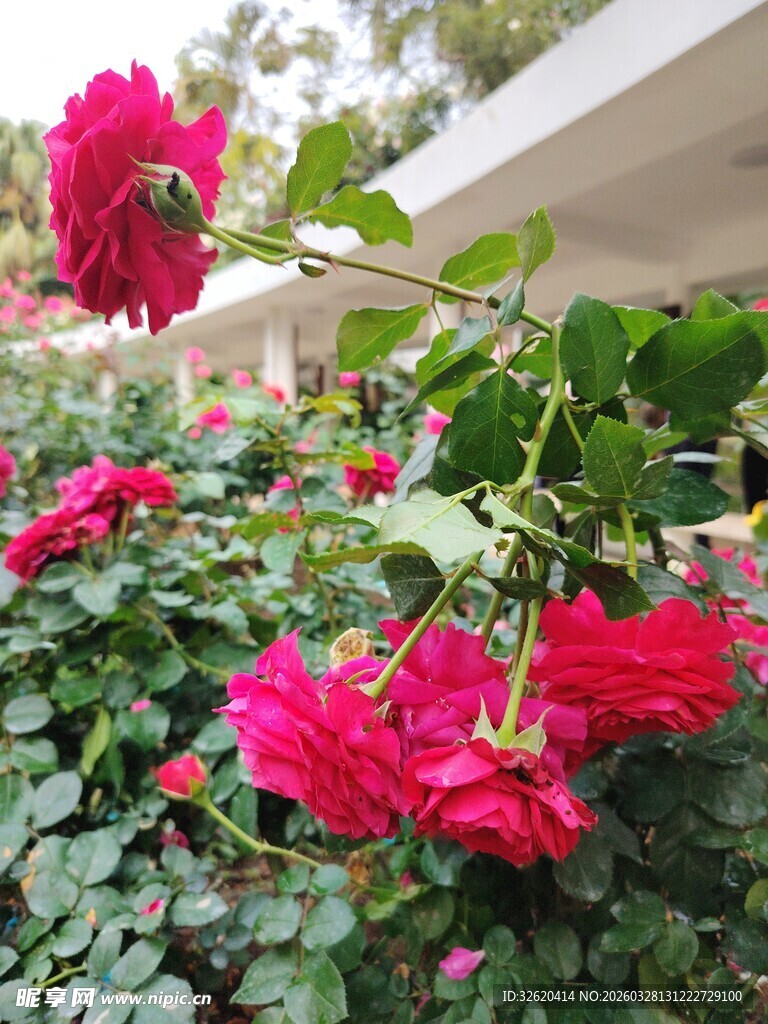 月季花