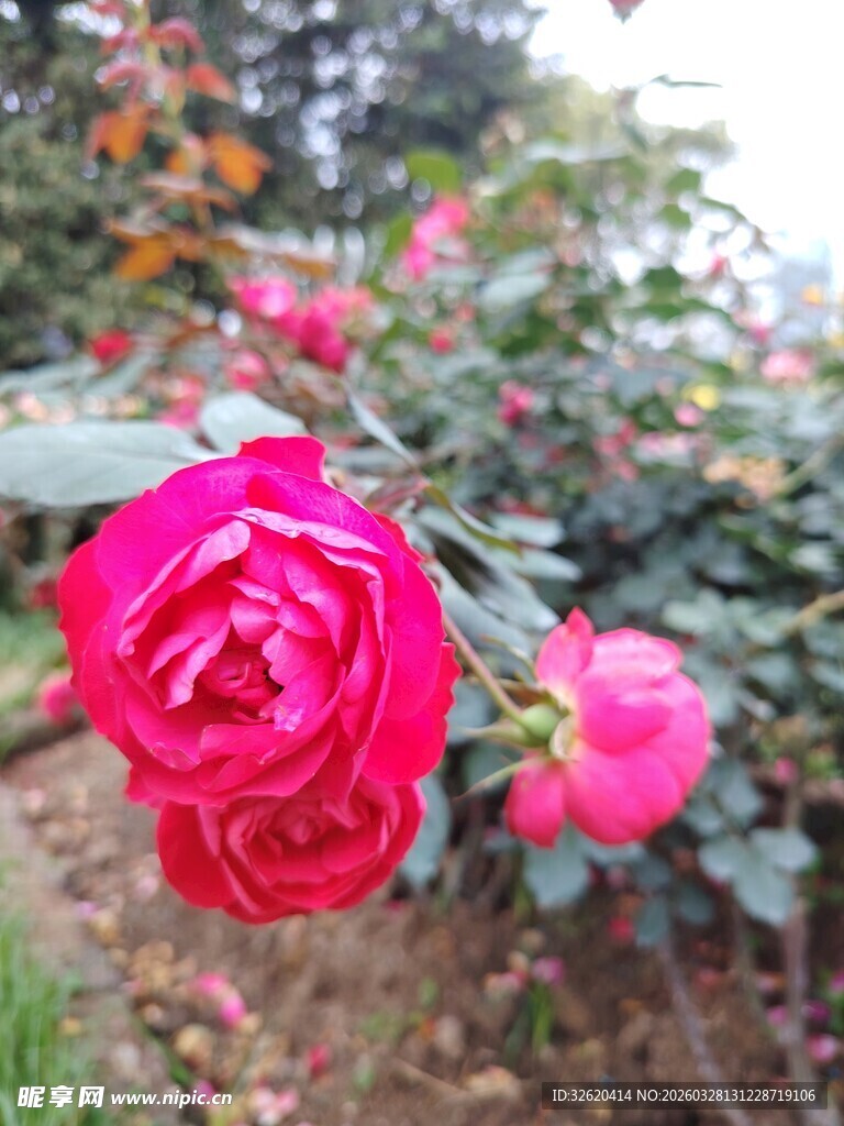 月季花
