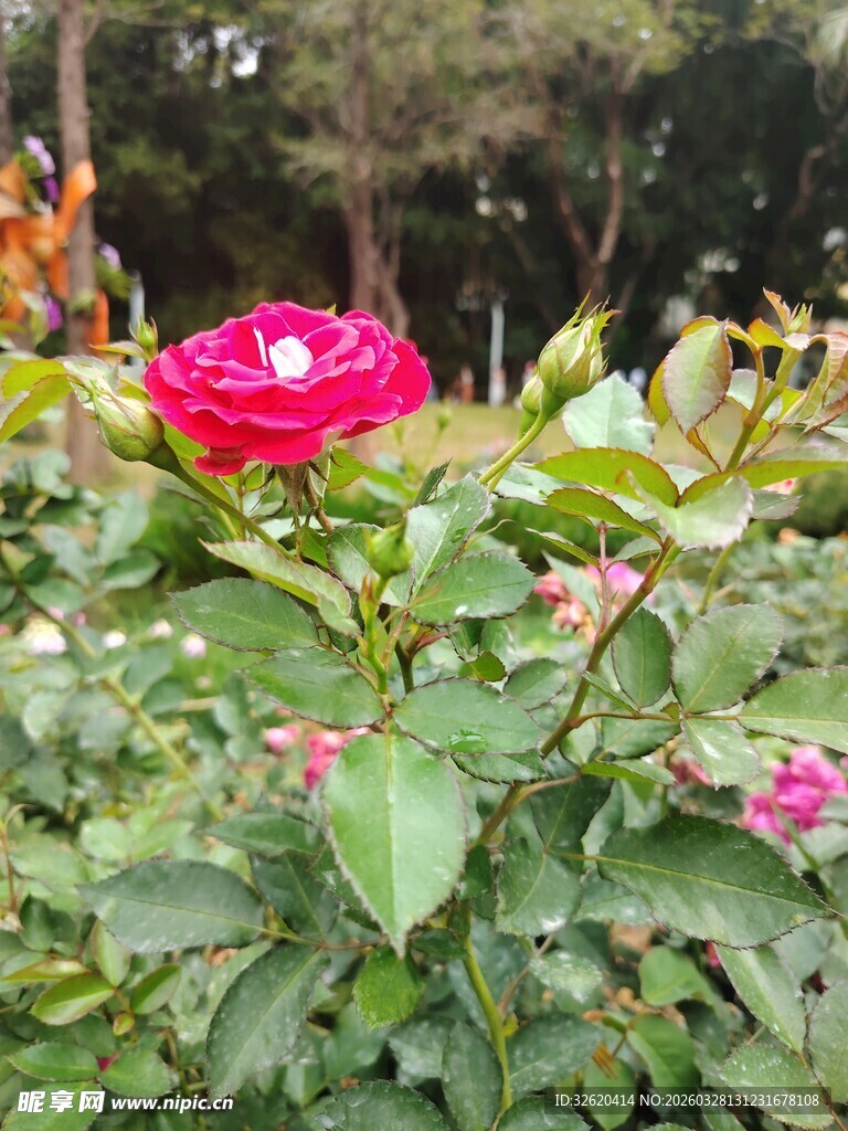 娇艳红玫瑰绽放绿叶间