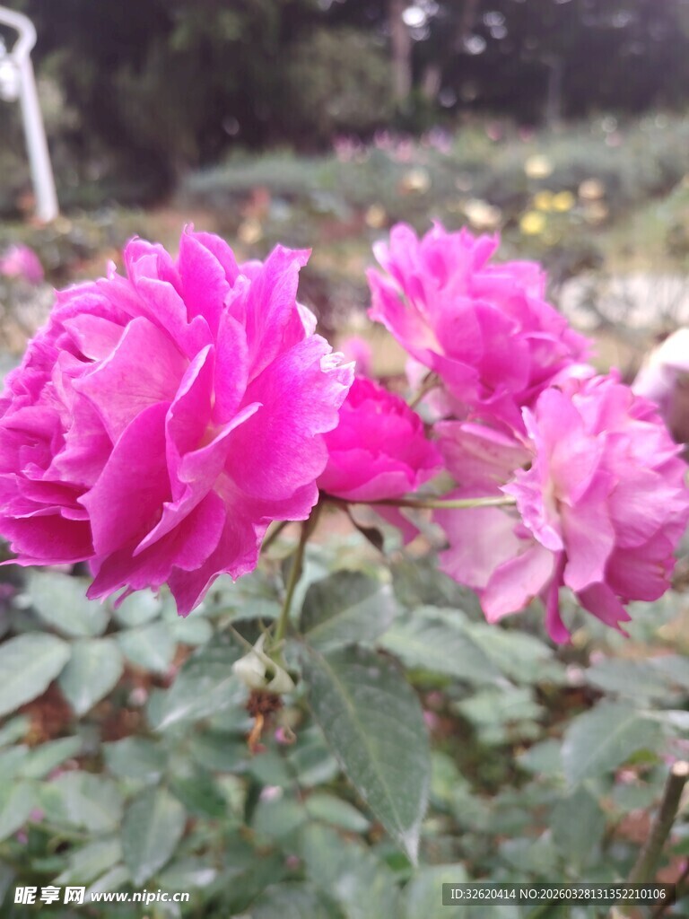 月季花