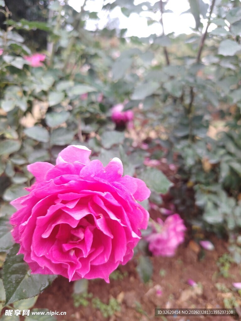 娇艳粉色月季花绽放