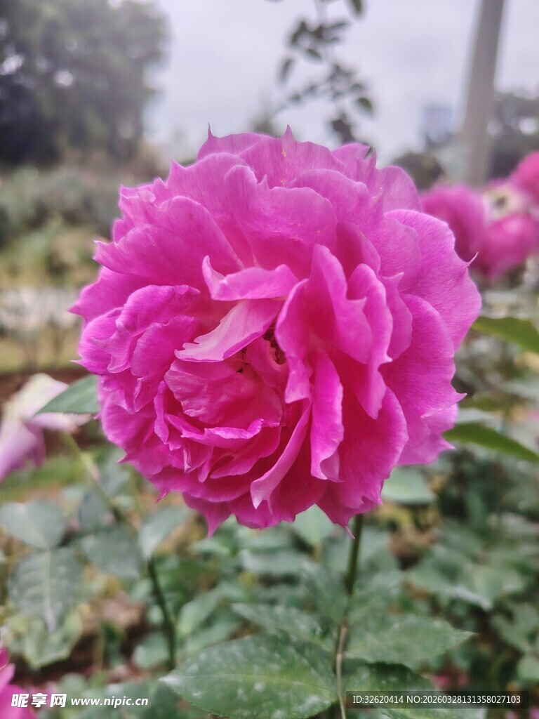 月季花