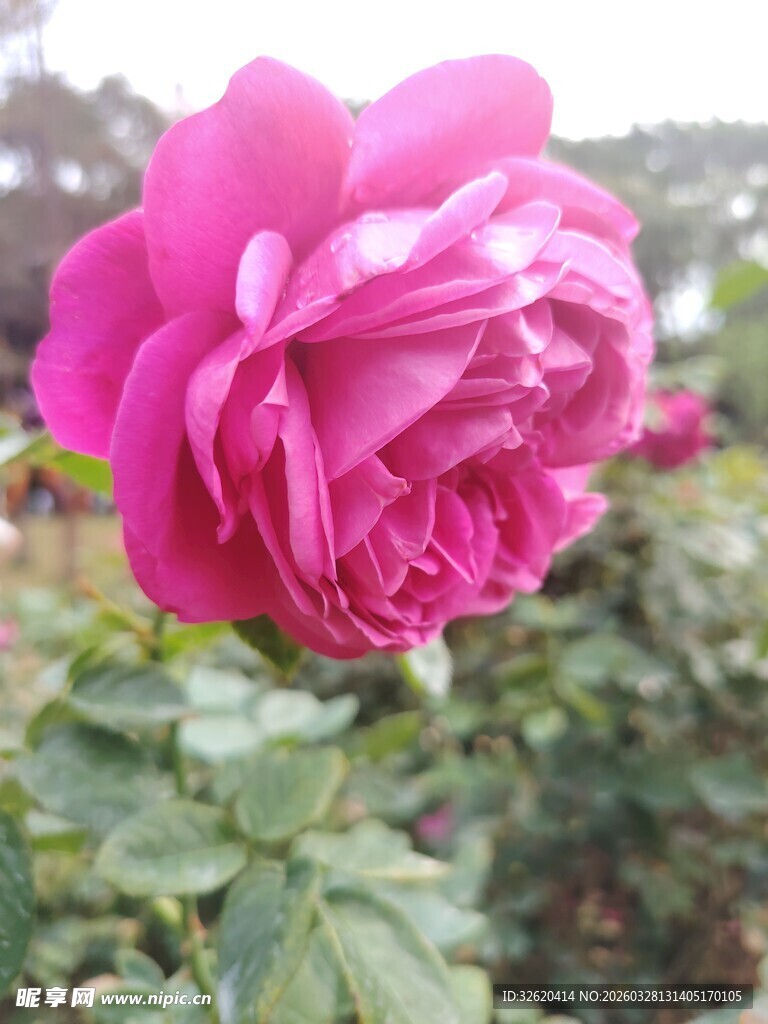 月季花