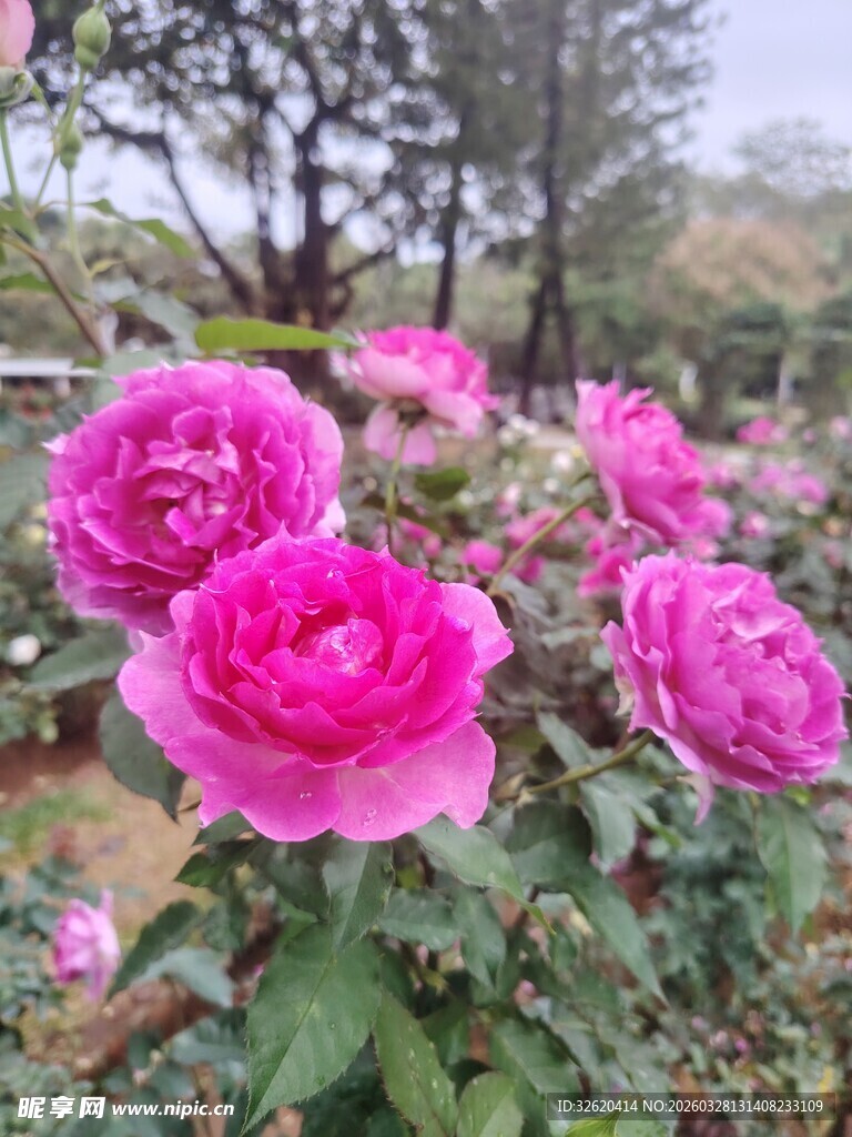 牡丹花